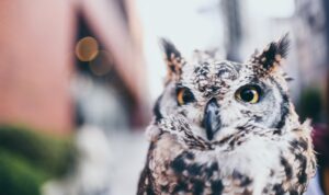 apa aktivitas burung hantu kebiasaan makan dan berburu burung hantu