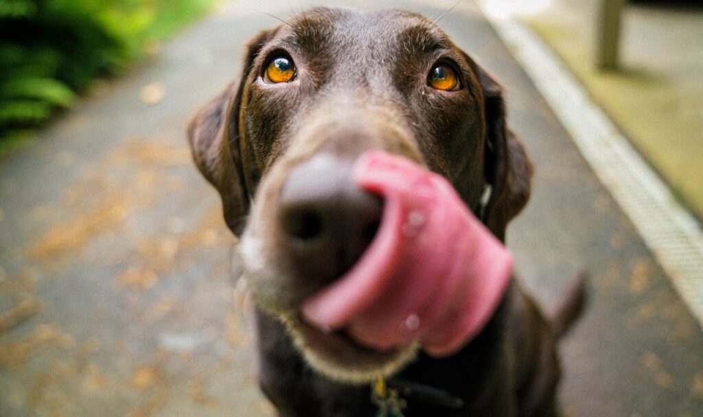 seberapa baik anjing mendengar suara ultrasonik