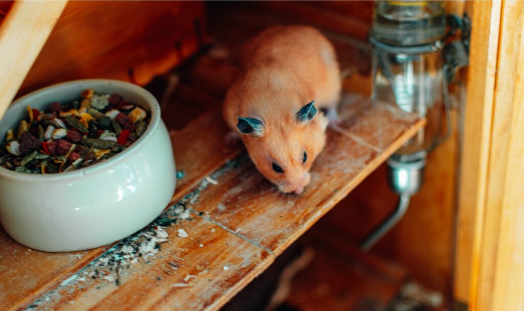 penyebab hamster tidak minum