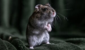 apakah hamster bisa cegukan