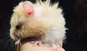 apa yang menyebabkan hamster cegukan