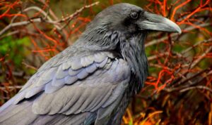 burung masuk rumah di malam hari, apa tandanya