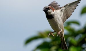 burung masuk rumah malam menurut primbon