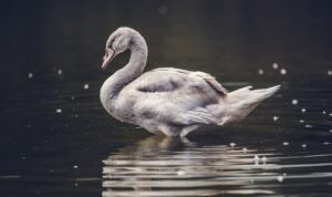 fenomena burung masuk rumah malam hari