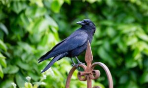 apakah burung masuk rumah malam membawa pesan