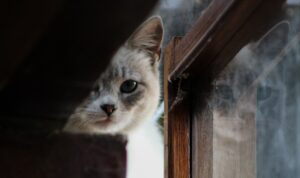 berapa gram kebutuhan makanan kucing per hari