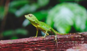 identifikasi ciri khas pada hewan reptil