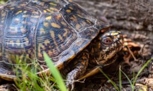 fungsi pakiloterm dalam tubuh reptil