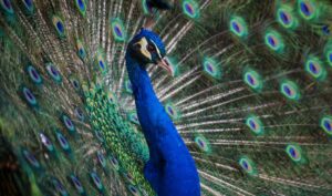 kenapa populasi burung merak menurun