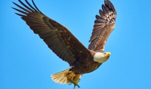 persamaan proses reproduksi burung elang dan kelelawar