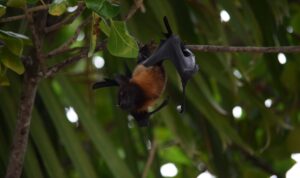 apakah metode berkembang biak burung elang dan kelelawar mirip