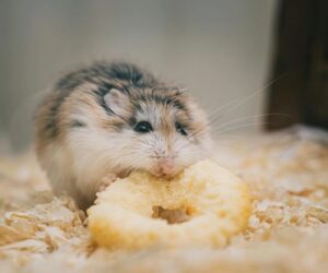 peralatan dasar untuk memelihara hamster