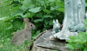 cara memastikan kelinci berkembang biak