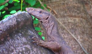 apa faktor yang memengaruhi pergerakan reptil