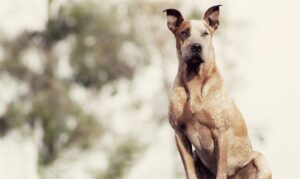 apa yg dilakukan jika anjing gemetar terus menerus