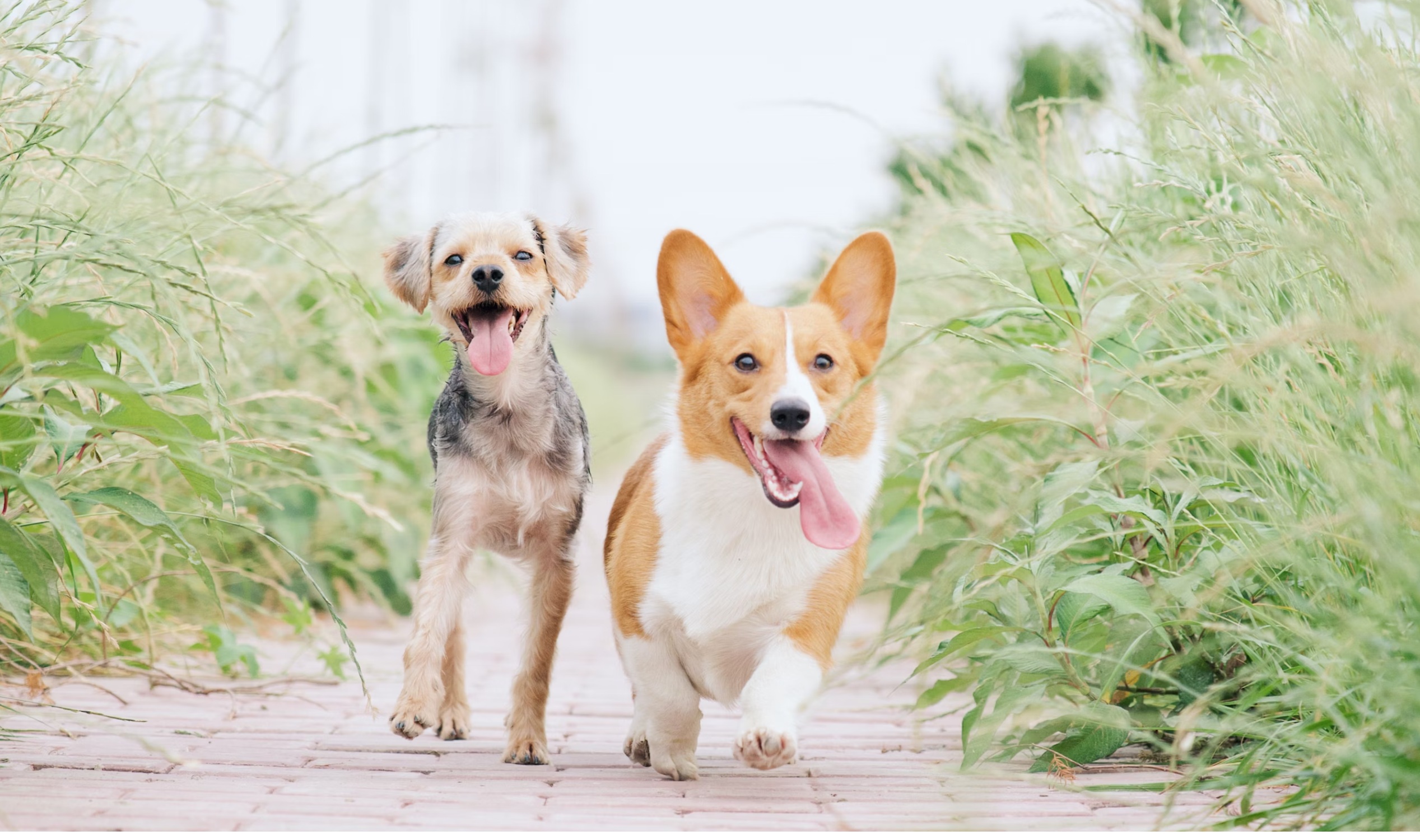 penyebab anjing muntah cairan kuning