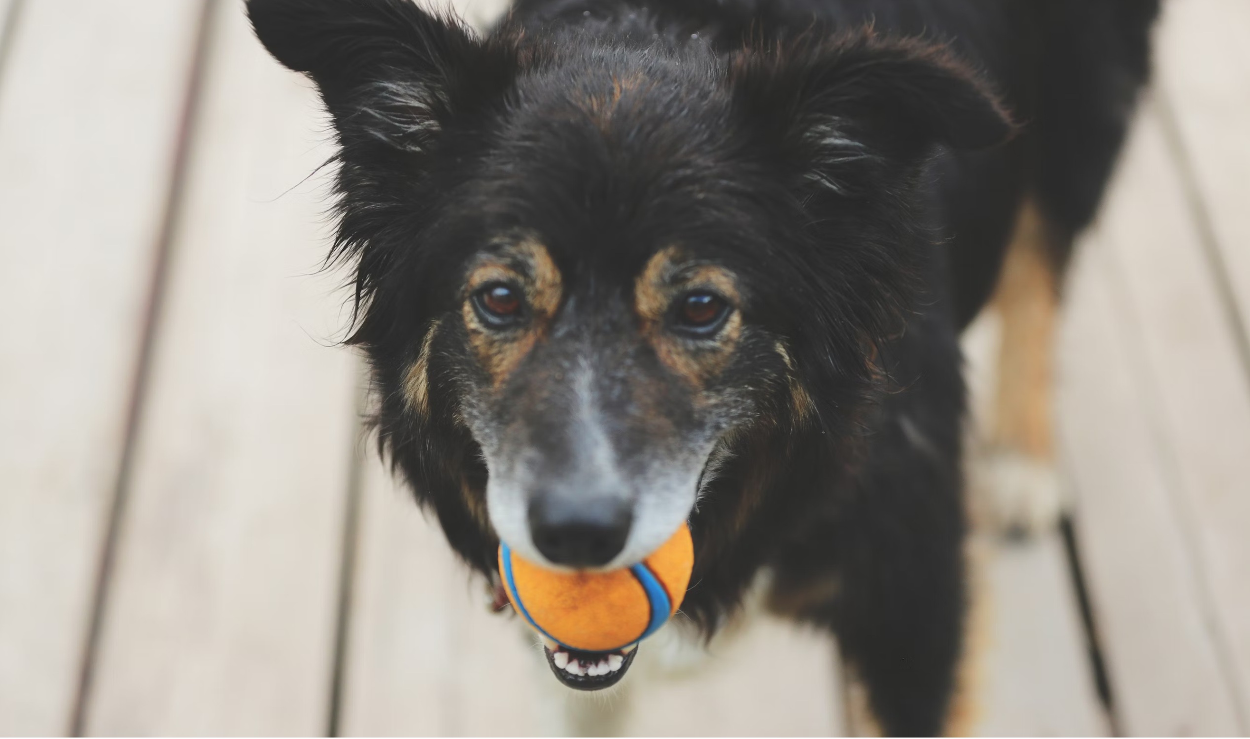 mengapa anjing rabies sering mati setelah menggigit