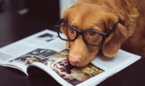 kenapa orang bali suka pelihara anjing