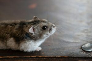 mengapa hamster suka menggigit kandangnya