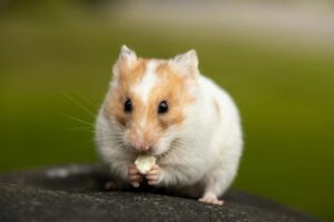 faktor yang menyebabkan hamster lemas