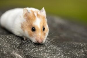 mengapa hamster kehilangan energi