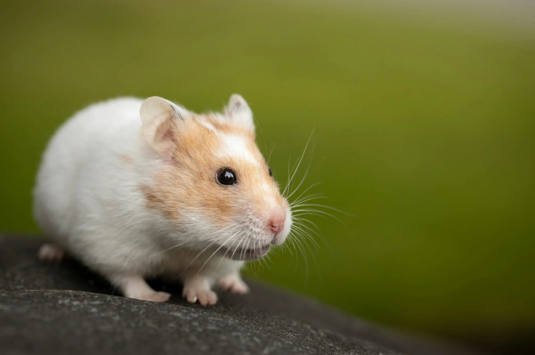 mengapa hamster terlihat lemas