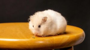 mengapa hamster suka tidur